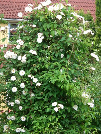 Venusta Pendula.jpg - VENUSTA PENDULA (Arvensis. Återintroducerad av Kordes 1928).

Mycket gammal Rosa arvensis-hybrid. Kraftigt buskformat växtsätt med långa rankor och skott. Kan nå en höjd på 600 cm. Mörkt bladverk över vilket blommorna sitter i en sådan mängd att bladen nästan döljs. Trivs även på mager och dåligt jord. I juli är hela rosen översållad med halvfyllda till enkla, juli är hela rosen översållad med halvfyllda till enkla, elfenbensvita blommor med guldgula ståndare blommor med guldgula ståndare.  Mycket svag doft. Namnet betyder "nickande skönhet" på latin. Storlek: 4.0mx5.0m. Zon III.